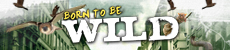 Born to Be Wild