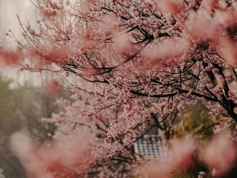 Japan cancels cherry blossom festival due to overtourism