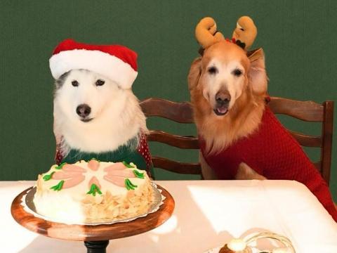 A cake for pet dogs? Chef RV shares new recipe