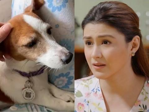 Carla Abellana asks for prayers as her dog undergoes surgery | GMA  Entertainment
