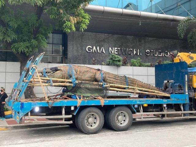 Viral crocodile Dakila