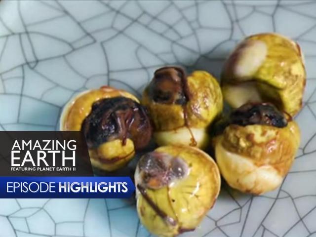 Amazing Earth February 23 episode pugolot