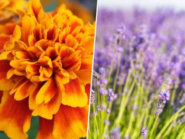 plants that repel mosquitoes