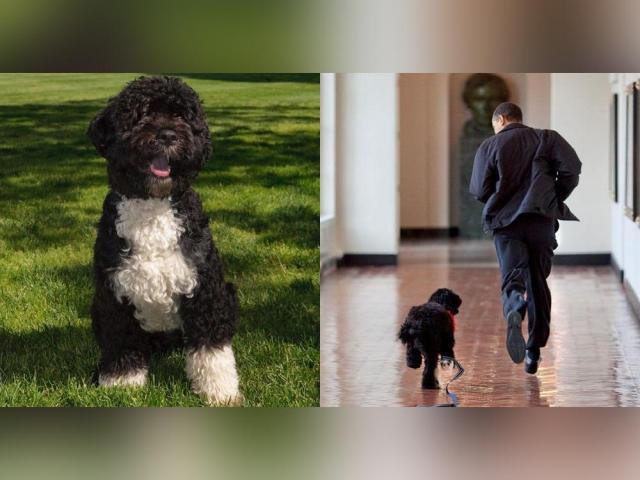 Bo was US President Barrack Obamas pet dog