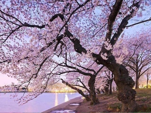 Cherry blossoms in Washington DC