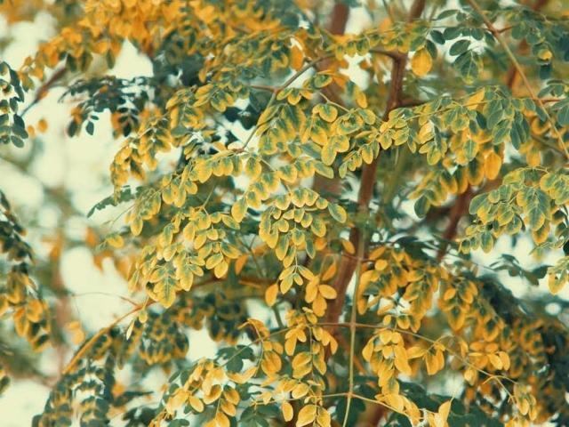 Malunggay coronavirus disease