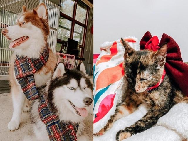 dogs and a cat accessorized