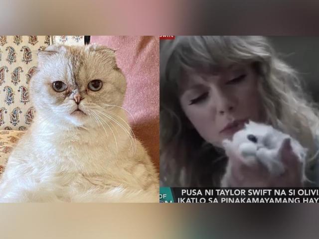 taylor Swift and her pet cat, Olivia Benson