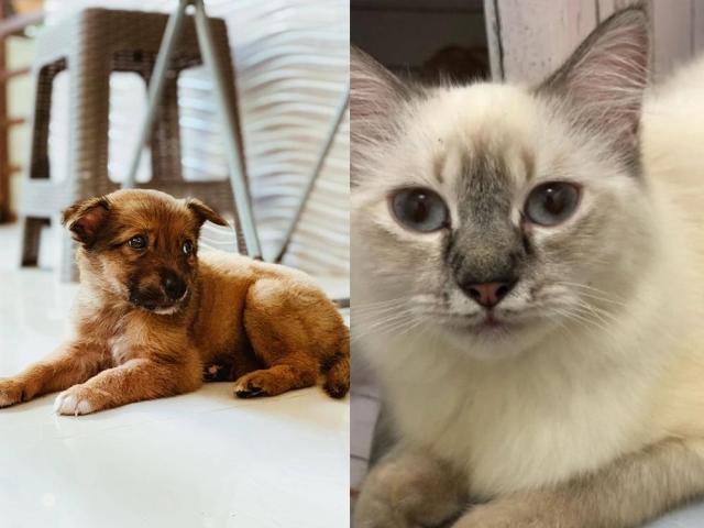 5 ways pets improve our lives