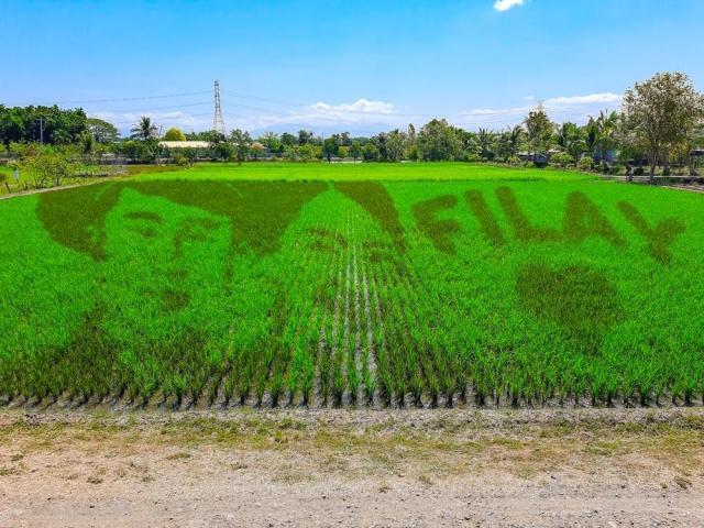 David Licauco and Barbie Forteza rice paddy art
