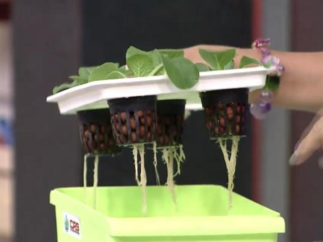 Hydroponics on Mars Pa More