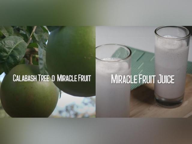 Miracle fruit or calabash fruit