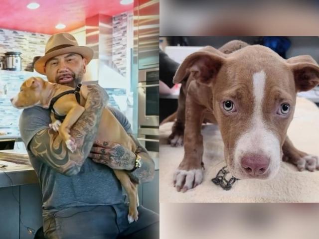 dave bautista and adopted dog