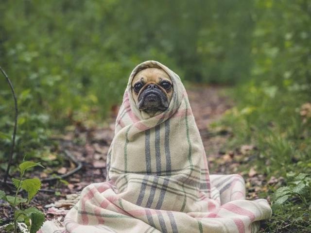 Pets also welcome the New Year