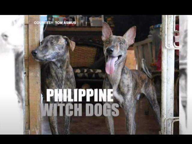 Philippine Witch Dogs in Amazing Earth