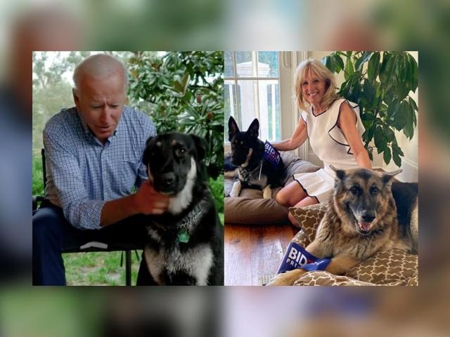 Joe Biden fur babies