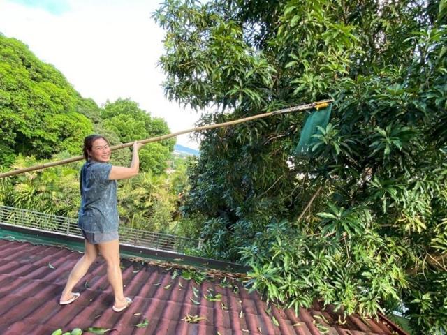 Lyn Ching picking mango fruit