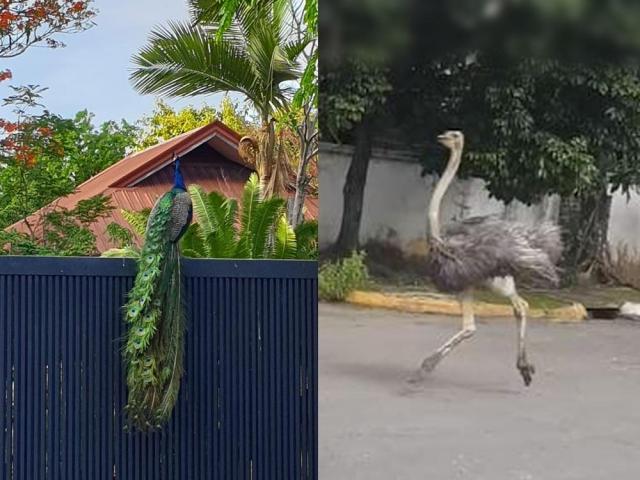 ostrich and peafowl