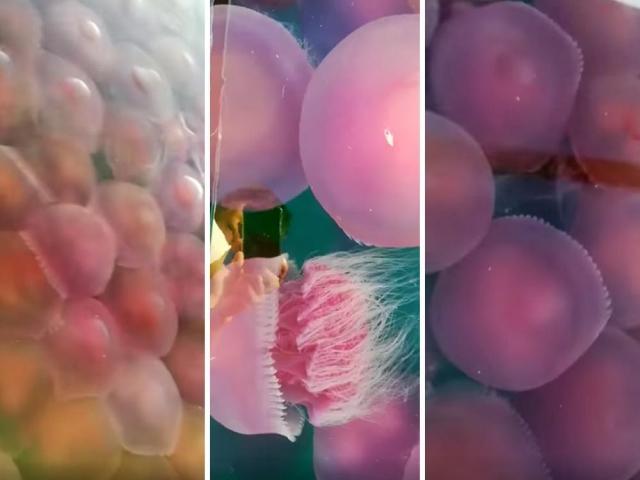 Blooming of jellyfish in El Nido