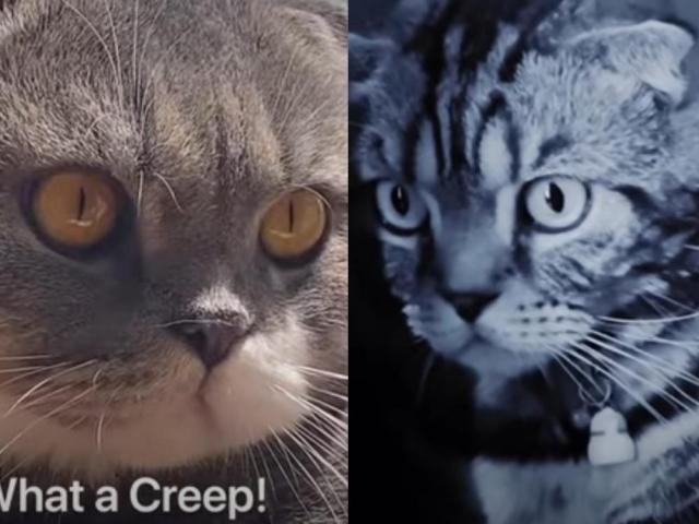 Jennylyn Mercado Scottish Fold cat