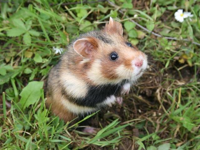 European hamster