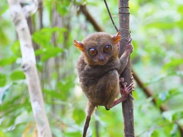 Kapuso Mo Jessica Soho Tarsier