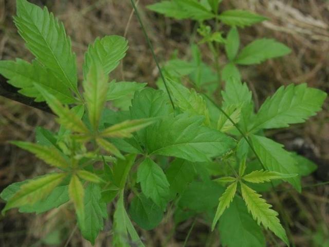 lagundi as remedy for covid19