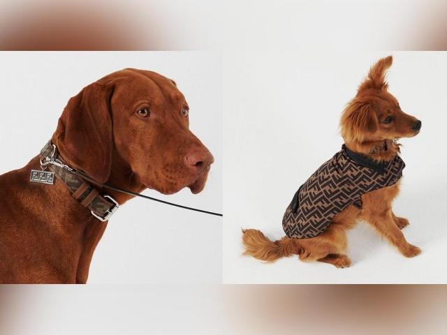 fendi pet collection