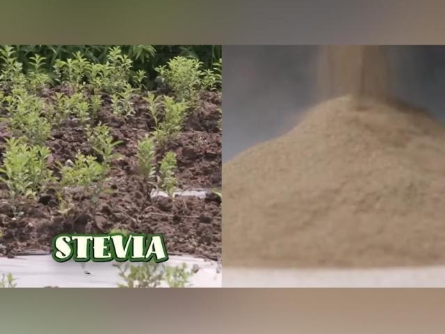 Stevia