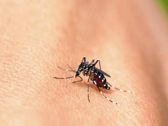 the healthy juan dengue