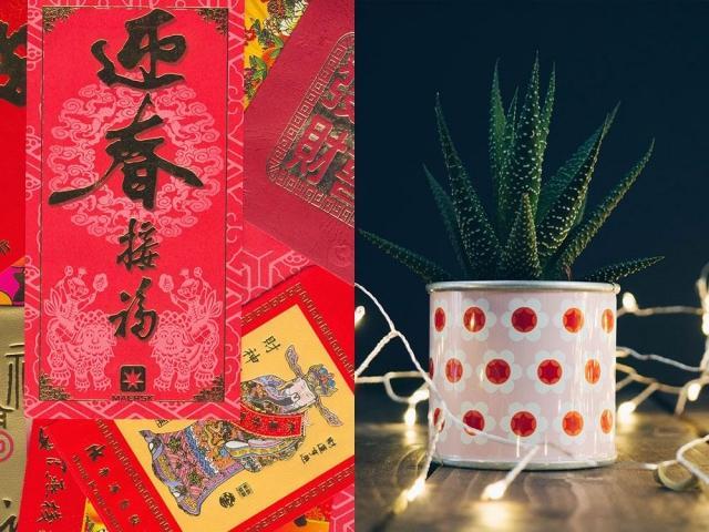 Chinese envelope, house plant