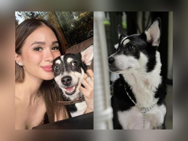 Heart Evangelista, Panda