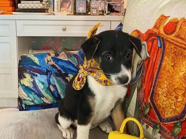 Heart Evangelista introduces new puppy named Linda