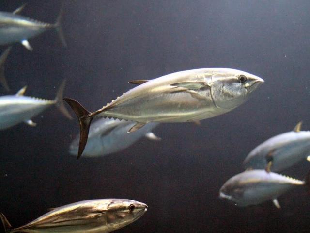 tuna fish