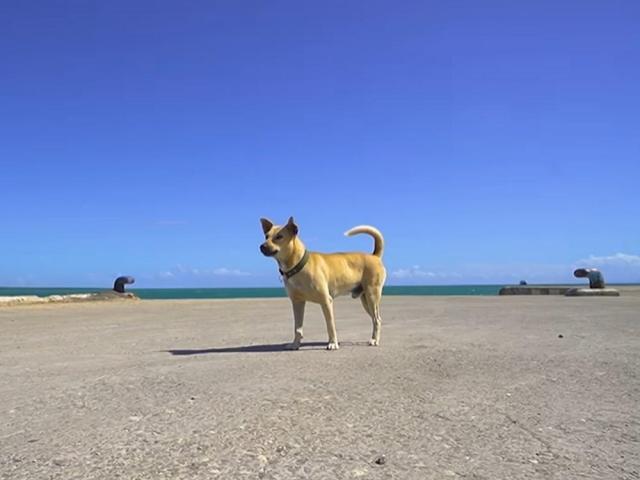 Pinoy Hachiko sa Kapuso Mo Jessica Soho