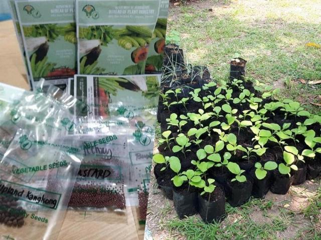 seeds and seedlings