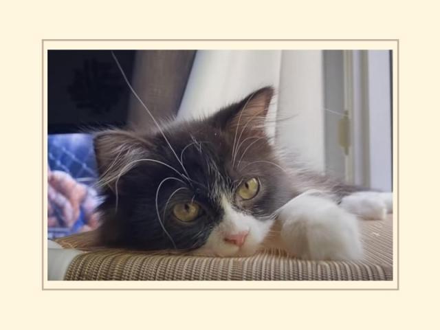 Jennylyn Mercado pet cat Kimbo