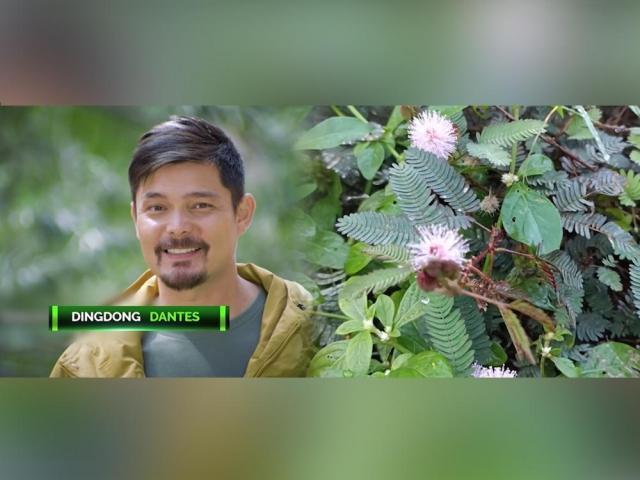 Dingdong Dantes in Amazing Earth