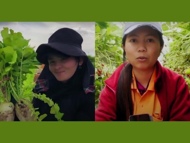 Fruit pickers in Japan