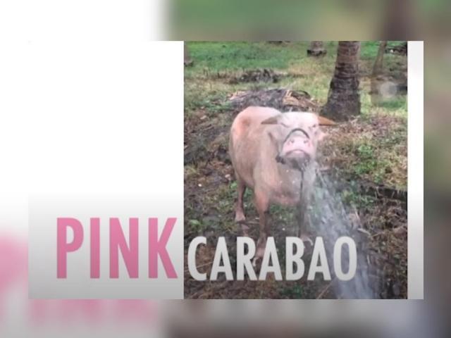 Amazing Earth October 11 episode