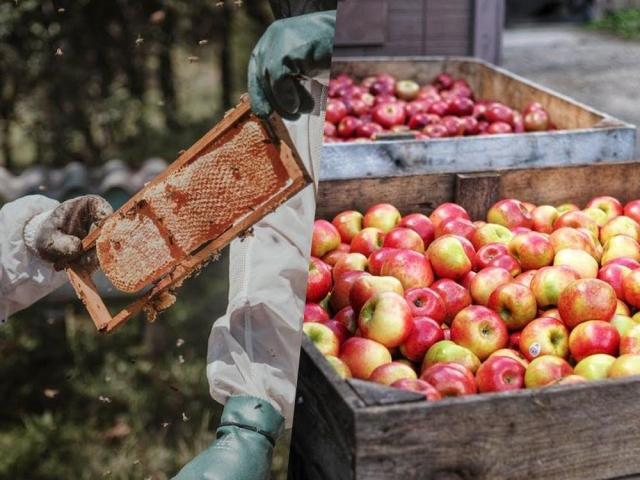 bee hive and apples