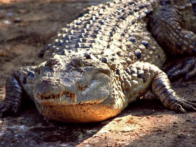 crocodile
