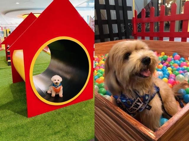 Indoor pet park at Robinsons Magnolia