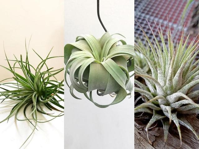Air plants