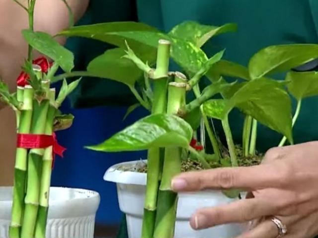 Indoor plants, feng shui