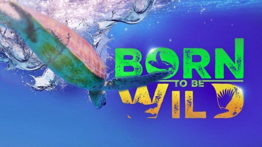 Born to Be Wild