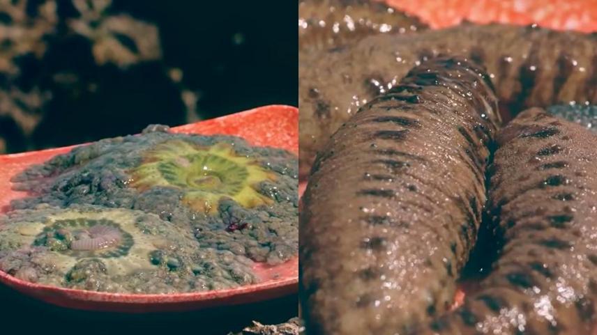 Botbot at balat dish