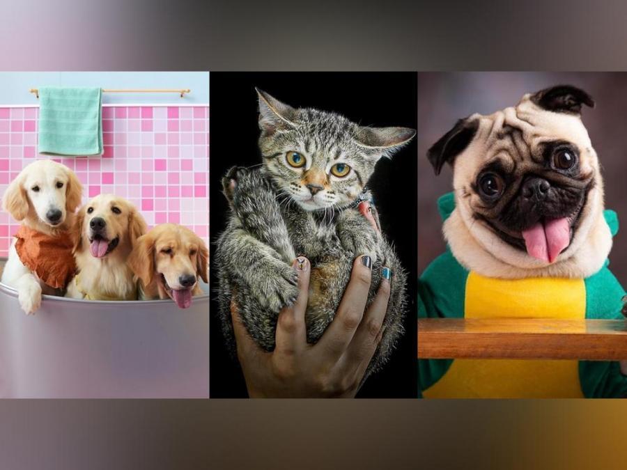 LIFESTYLE INBOX For the love of pets