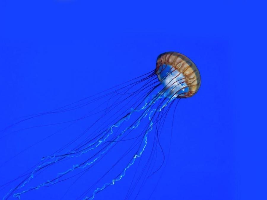 Can urine effectively treat jellyfish stings?
