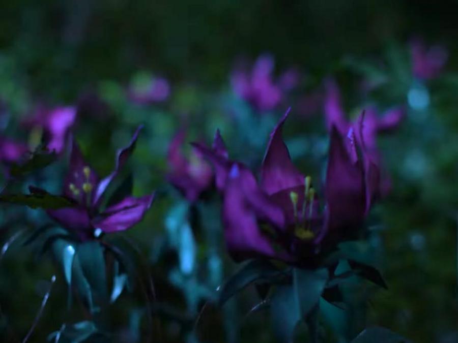 Mutya in Makiling teaser